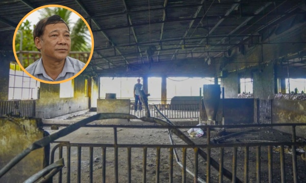 Tin vui bất ngờ cho chủ nuôi 229 con lợn bị s.ét phóng trúng ở Thái Bình